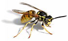 wasp facing right