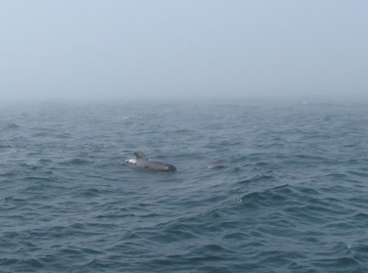 Pilot whale observed in the Gulf of Maine, following our ship.Others were underwater when I snapped the photo!