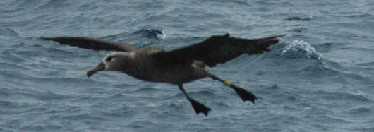 Black-footed albatross, tagged.