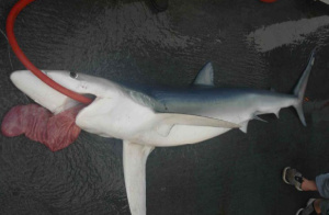 Blue Shark with an evertted stomach. 