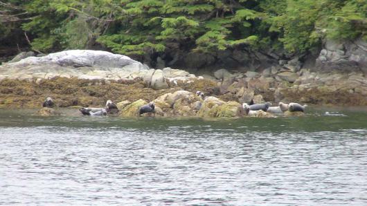 Seals lying on a rock out cropping. 