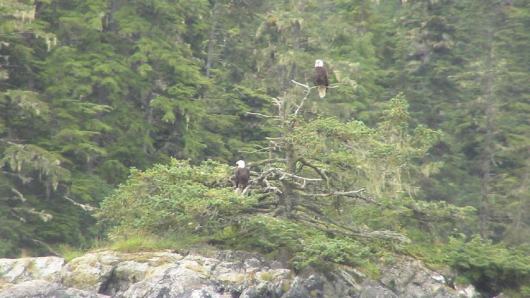 Two eagles perched on the branch of a tree on a tiny island in the Bay of Escobelie 