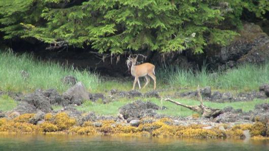 A young deer watching intently from an island while our launch takes readings of the water depth. 