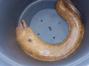 An eel that was captured during lobster trapping on board OSCAR ELTON SETTE is held in a can until it can be released.