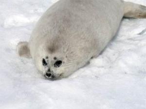 A baby spotted seal, aka furry bundle with very sharp teeth.