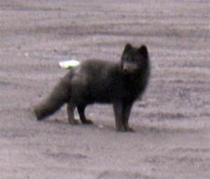 Wild arctic foxes are often seen on St. Paul.