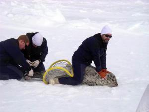 Shawn Dahle and Josh London prepare to attach the tag to the back flipper of the spotted seal.