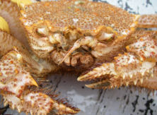 Photo of a hair crab, Erimacrus isenbeckii