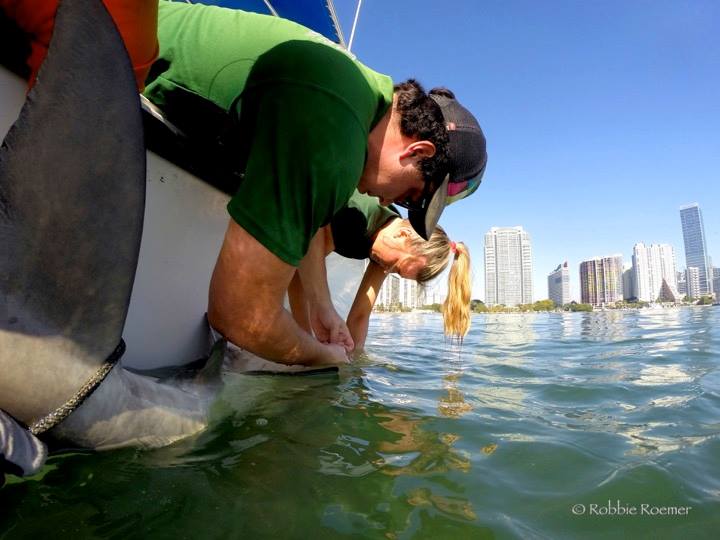 University of Miami graduate student Robbie Roemer and assistant tag a shark within Biscayne Bay, with downtown Miami in view.