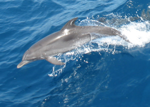 cetaceans jumping