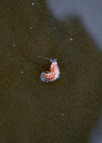 Amphipod found in bottom sample.
