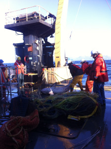 We unintentionally caught a salmon shark but the crew was able to return it safely!