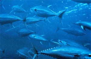 school of bluefin tuna