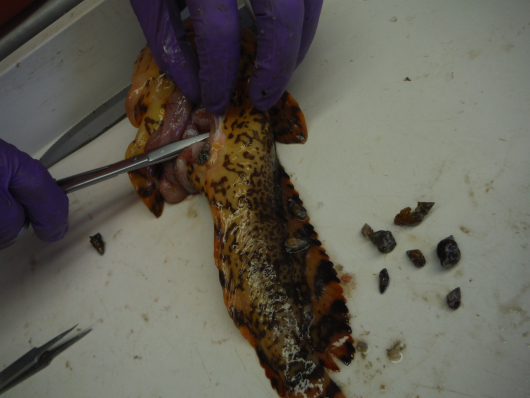 This toadfish had snail shells in its stomach!