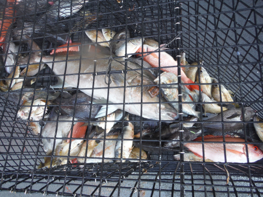 A variety of fish in a chevron trap