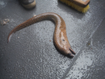 reticulate moray eel