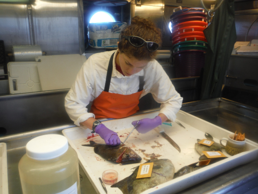 removing tissue samples from a fish