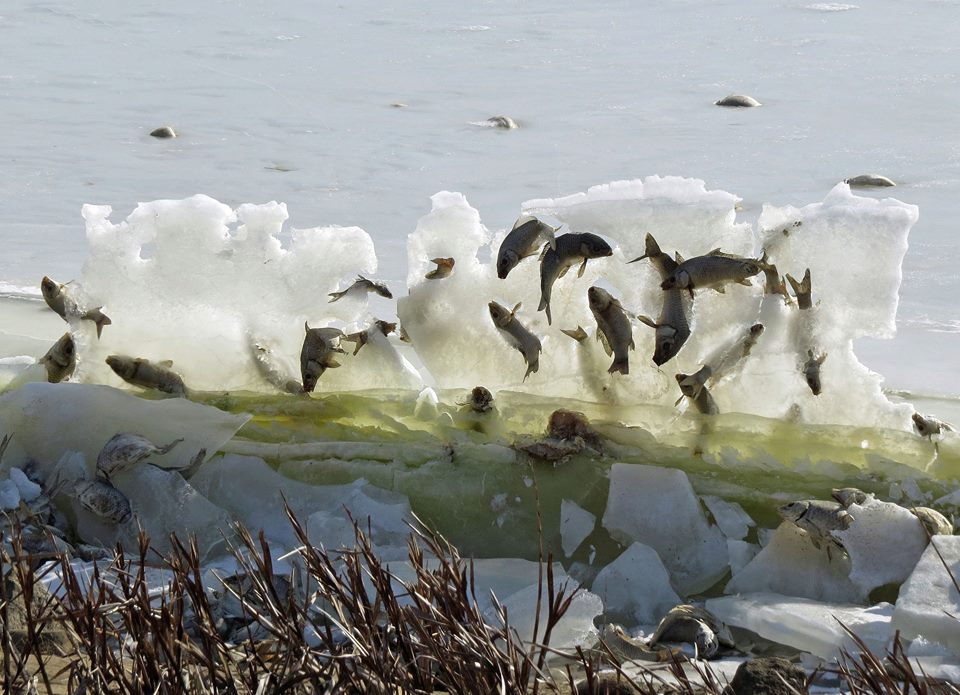 Fish frozen in ice