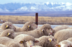 Lambs in the late fall