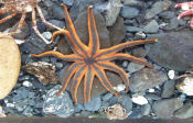 Photo of a Sun Sea Star. Click for more information.