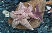 Photo of a Flatbottom Sea Star. Click for more information.