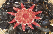 Photo of a Rose Sea Star. Click for more information.