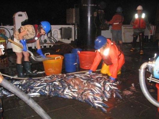 A night haul of herring.  Notice the brilliant blue stripe on the top of the herring. The camera’s flash is spotlighted in the reflective tape on the life vests. 