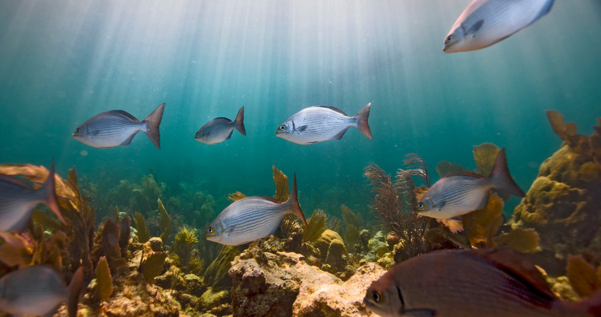 fish swim above the reef in Florida Keys National Marine Sanctuary