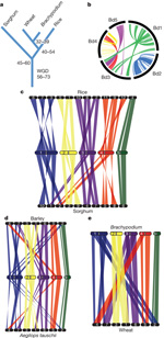 Figure 3 : Brachypodium genome evolution and synteny between grass subfamilies. Unfortunately we are unable to provide accessible alternative text for this. If you require assistance to access this image, or to obtain a text description, please contact npg@nature.com
