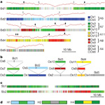 Figure 4 : A recurring pattern of nested chromosome fusions in grasses. Unfortunately we are unable to provide accessible alternative text for this. If you require assistance to access this image, or to obtain a text description, please contact npg@nature.com