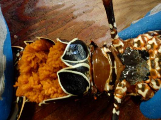 This is a picture of a spiny female lobster that is berried (carrying eggs, they are orange). You can also see the pleopods, which are the black with an outline of white flipper like structure. Above that, between the two legs, is the sperm plate. You can tell that she has begun to scratch the sperm off because of the rough texture. 