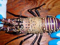 This is a picture of the top half of a spiny lobster. The carapace is the section between the eyes all the way to where the head ends and the tail starts.