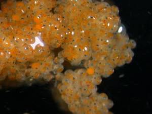 Here is a close up picture of fertilized lobster eggs. You will notice two black dots in each egg. Those are the lobster's eyes! 