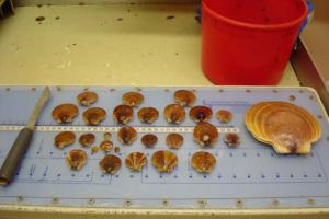 Here you can see the many different sizes of sea scallops. 