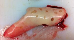 Nematodes on Pollock Liver - most of the Pollock we caught have had these in their guts.