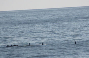 A pod of orcas was amidst the whale extravaganza!