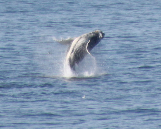 This baby humpback whale was having a blast breaching over and over again.