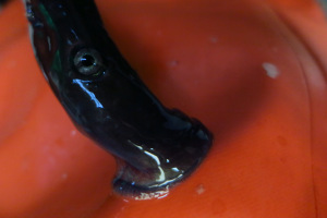 A lamprey tries to attach to anything he can