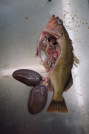 A very pregnant Dusky rockfish