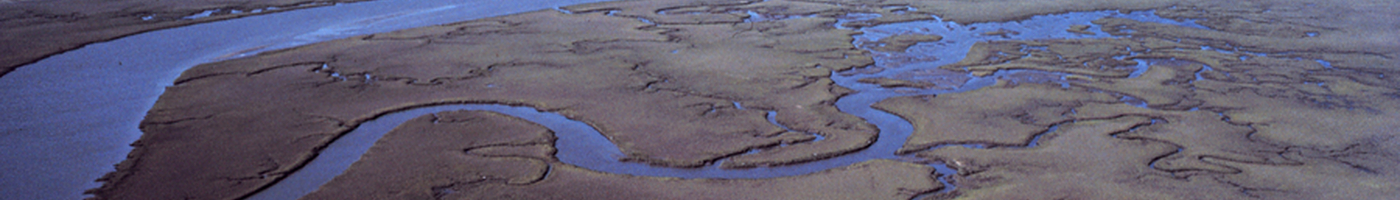 A River in the Coastal Carolinas