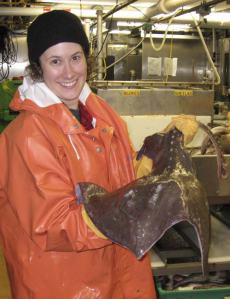 Here I am holding one of the skates that was caught in the bottom trawl 