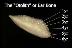 A diagram of an otolith, or ear bone, of a fish.  You can see that it’s a lot like looking at tree rings! 