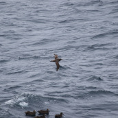 A group of black-footed albatross sit on the water while one flies.