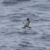 Sooty shearwater (Puffinus griseus)