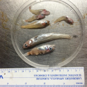 Rockfishes of different species.
