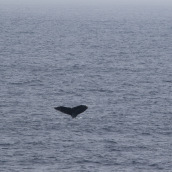 A humpback whale (Megaptera novaeangliae) tail fluke.