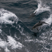 Pacific white-sided dolphins (Lagenorhynchus obliquidens)