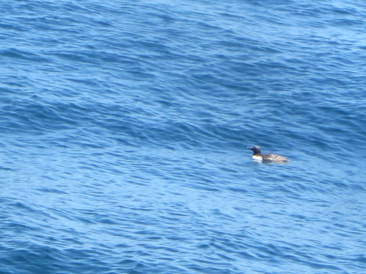 Common murre