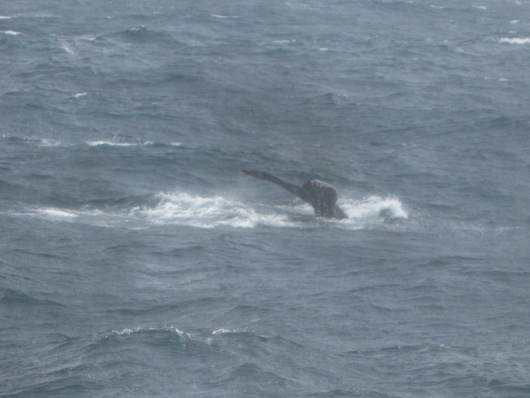 Humpback whale flukes