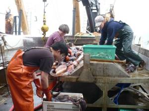 Working together to sort the squid from the hake. 